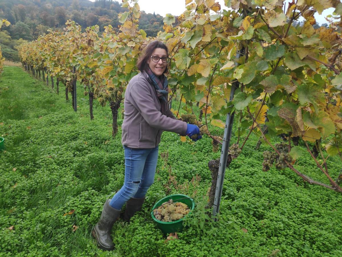 Weingut & Strausswirtschaft Vogel Lägenhet Vogtsburg Exteriör bild