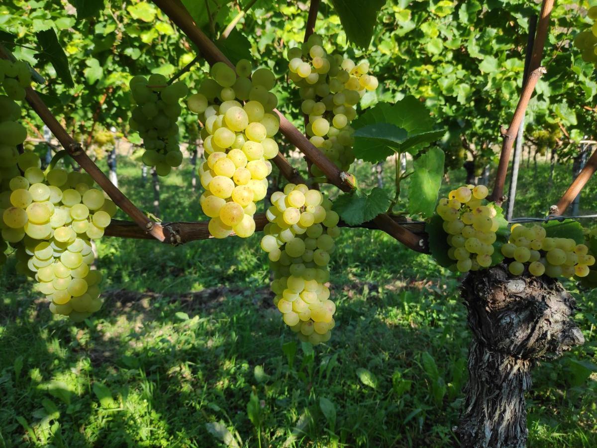 Weingut & Strausswirtschaft Vogel Lägenhet Vogtsburg Exteriör bild