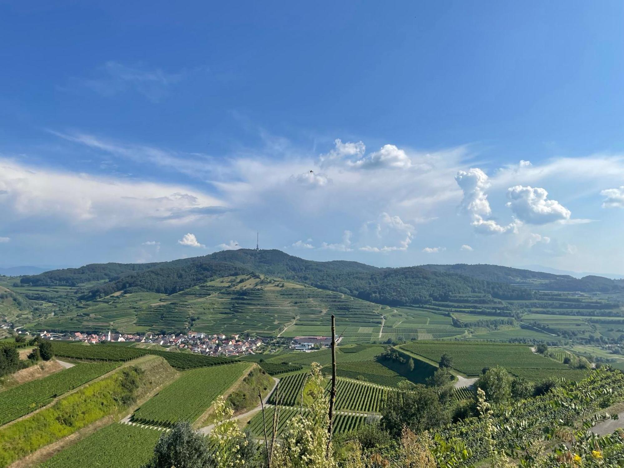 Weingut & Strausswirtschaft Vogel Lägenhet Vogtsburg Exteriör bild